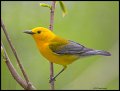 _3SB9219 prothonotary warbler